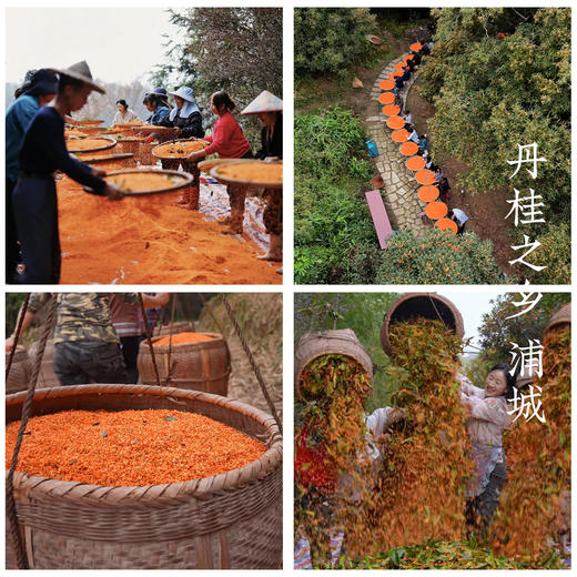 【桂花红茶•蒲城】千年丹桂之乡  全新包装4g*15包共60g 商品图6