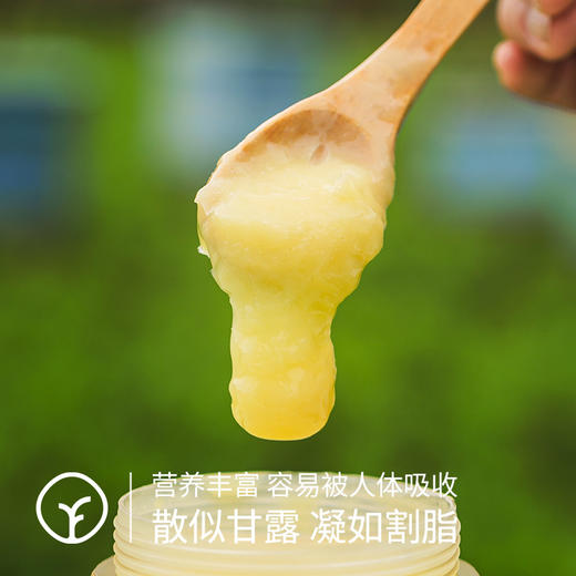 【拍2瓶减40元】检测SGS298项农残等0检出  匠心之选 密林深处蜂王浆 即采即冻 源头保鲜 有特殊香味 味酸涩辛辣250g/瓶 商品图3