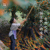 【桂花红茶•蒲城】千年丹桂之乡  全新包装4g*15包共60g 商品缩略图4