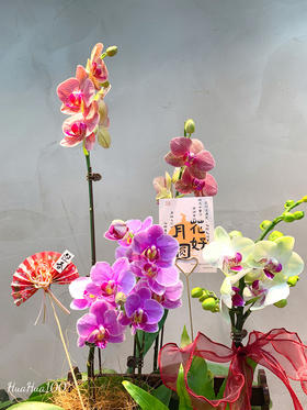 节日好礼丨蝴蝶兰盆景多款入（务必提前预定哦~）