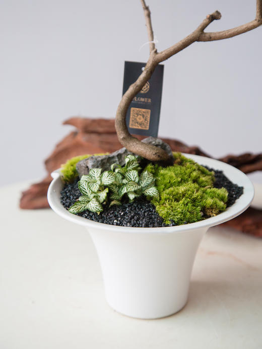 造型黄栌 商品图1