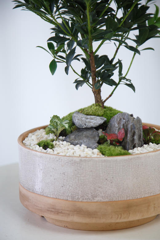 马醉木盆栽 商品图3