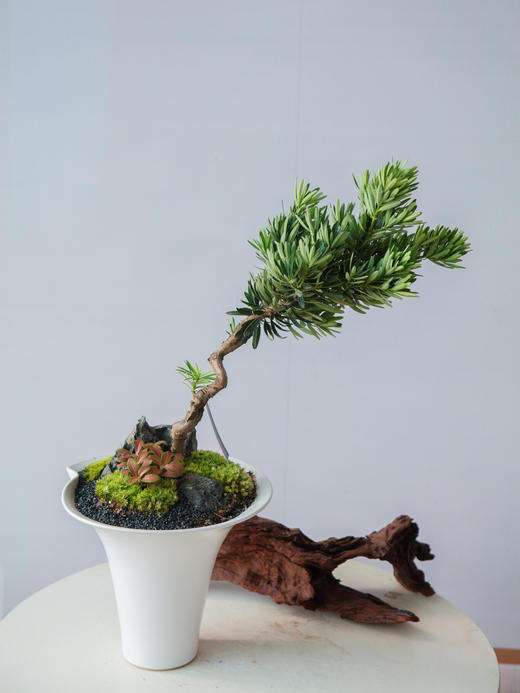 菊芯罗汉松 商品图0