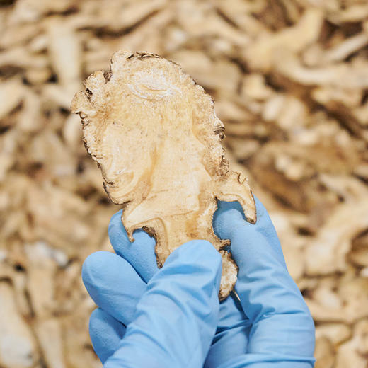 杞冠臻选 | 葆易圣 有机当归 140g/盒 人工挑选，无硫有机，泡茶煲汤 商品图4