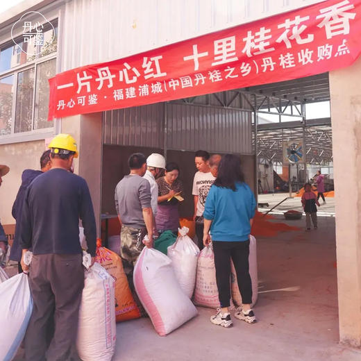 【桂花红茶•蒲城】千年丹桂之乡  全新包装4g*15包共60g 商品图3