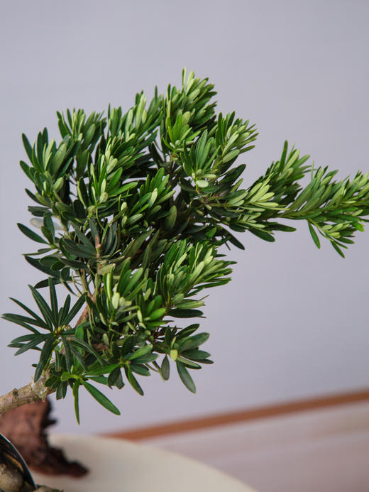 菊芯罗汉松 商品图2