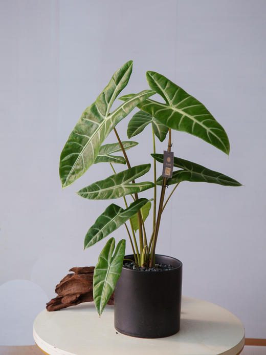 银脉剑叶海芋 商品图0