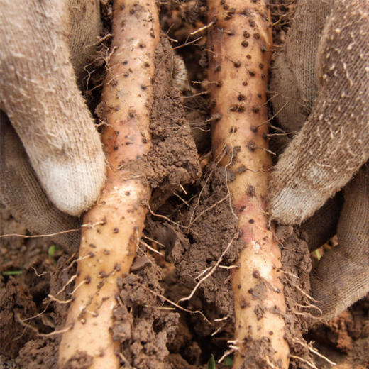 怀生堂温县垆土铁棍山药 3-5斤装 现挖现发鲜山药！ 商品图1