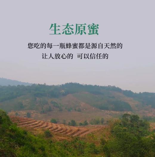 【高山美物】天然产自云南野生蜂蜜 成熟百花蜜 孕妇儿童放心吃 【少量老蜜混发 颜色更深 营养成分更高】 商品图3