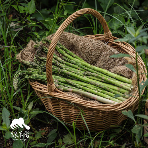 生态芦笋| 合作生产* Eco-asparagus | Partner Production 商品图0