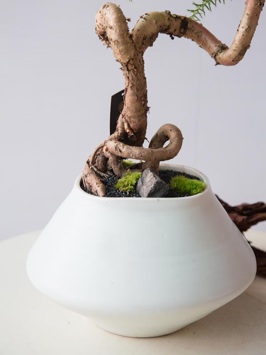 澳洲松 商品图1