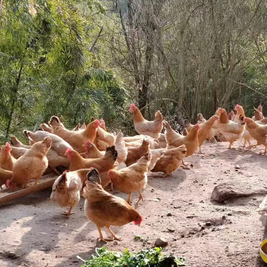【橙象优选】黄山山林散养土麻鸡  江浙沪皖顺丰包邮 商品图2