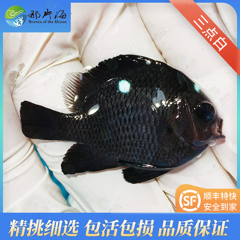 三点白Dascyllus trimaculatus