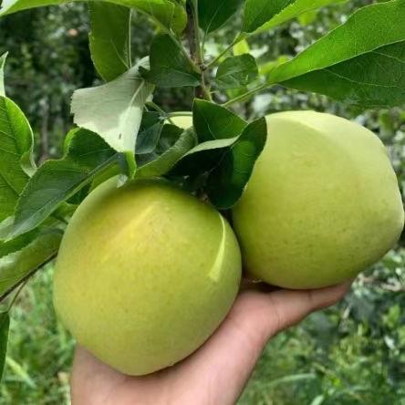 【果蔬精选】藏地高原青苹果 高原小金冠苹果 皮薄不涩 果香清雅 脆爽多汁 连皮都好吃 错过再等一年 商品图5