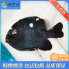 三点白Dascyllus trimaculatus 商品缩略图1