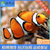 公子小丑Amphiprion percula 商品缩略图0