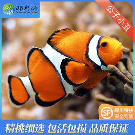 公子小丑Amphiprion percula