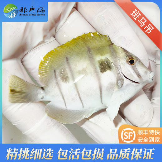 斑马吊Acanthurus triostegus 商品图0