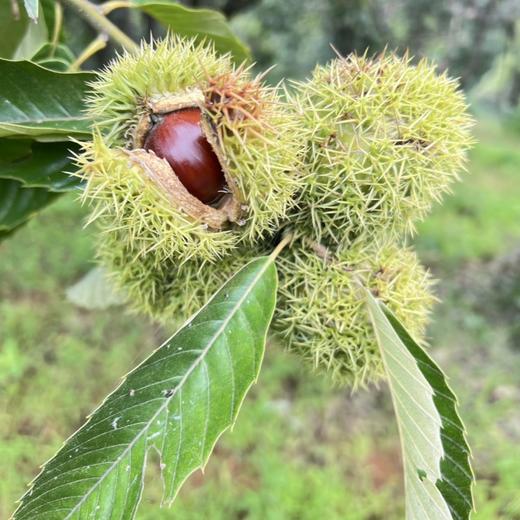 攀枝花高山土板栗 商品图4