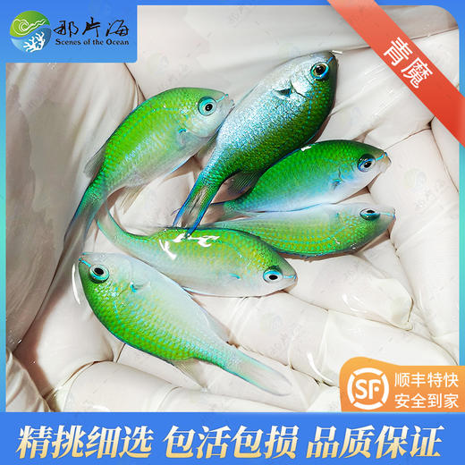 青魔Chromis viridis 商品图1