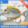 金毛吊Naso elegans 商品缩略图0