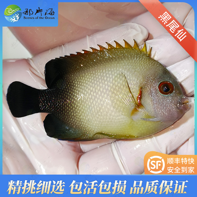 黑尾仙Centropyge vrolikii