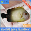 黑尾仙Centropyge vrolikii 商品缩略图0