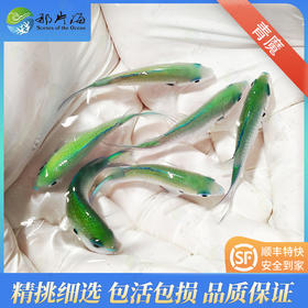 青魔Chromis viridis
