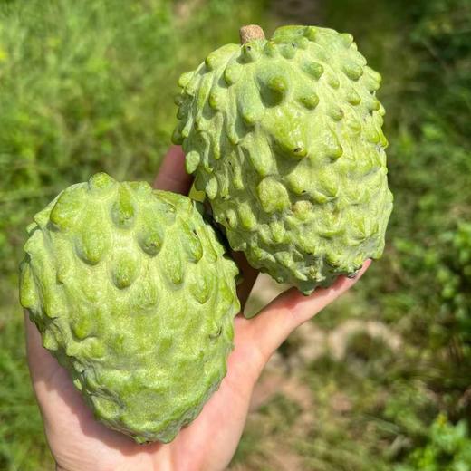 【顺丰快递】云南释迦果、水果中的冰淇淋、凤梨释迦果、果肉嫩滑如雪，甜过初恋 商品图10