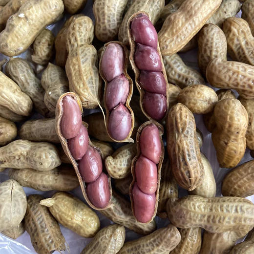 【软糯香甜】蒸汽花生 500g/份 商品图0