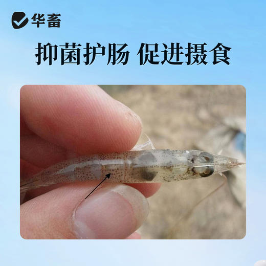 【社群专享】华畜全驱净桉树精油鱼虾蟹敌百虫水产养殖车轮指环净小瓜虫锚头鳋 商品图4