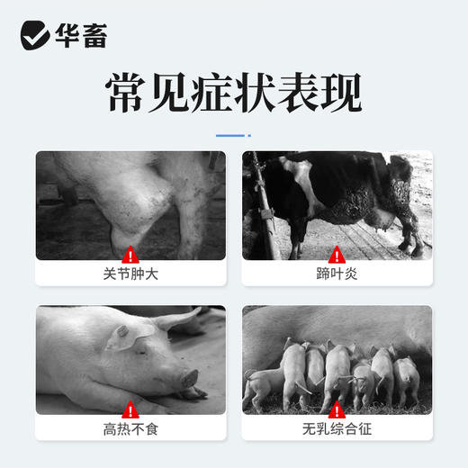 【积分兑换】华畜氟尼辛葡甲胺注射液 解热镇痛抗炎 商品图1