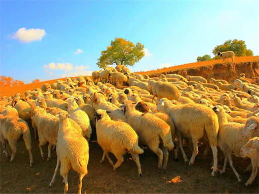 五一2日【坝上草原】坝上正确打开方式の摄影、骑马、篝火、烤全羊、卡拉OK 商品图7
