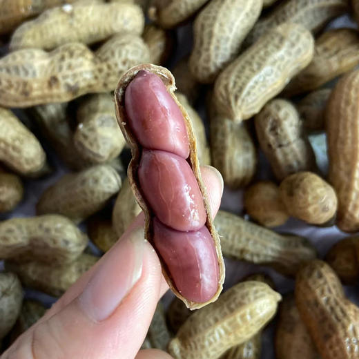 【软糯香甜】蒸汽花生 500g/份 商品图1