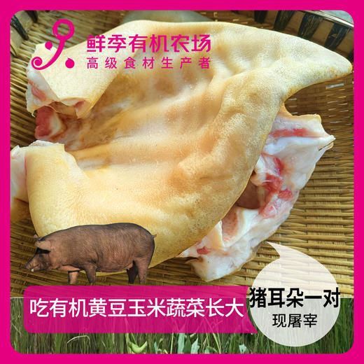 猪耳朵一对 商品图0