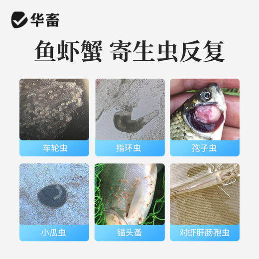 【社群专享】华畜全驱净桉树精油鱼虾蟹敌百虫水产养殖车轮指环净小瓜虫锚头鳋 商品图1