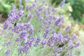  让TA们带你去紫色花海---薰衣草精油香水 
