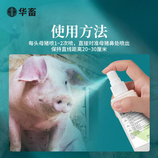 公猪诱情气味剂 100ml/瓶 促进发情 增加受孕 商品图1