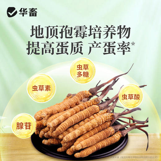 华畜天天蛋高峰蛋硬红蛋多多增蛋鸭鹅鸽用产蛋灵催蛋素饲料添加剂 商品图4