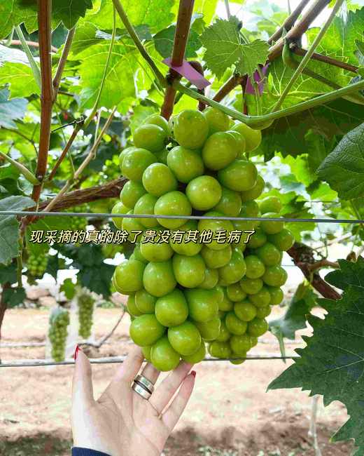 伯爵茶无花果晴王·mini奶糕 商品图4