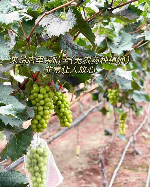 伯爵茶无花果晴王·mini奶糕 商品图2