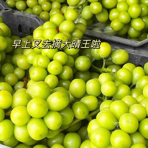 伯爵茶无花果晴王·mini奶糕 商品图1