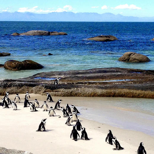 南非 | 全景花园大道9天8晚 商品图4