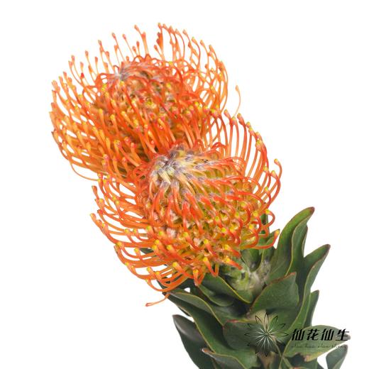 南非花材 | 针垫橙色Ayoba Orange 商品图3