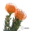 南非花材 | 针垫橙色Ayoba Orange 商品缩略图1
