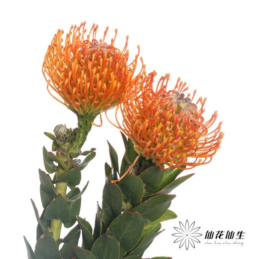 南非花材 | 针垫橙色Ayoba Orange 商品图1