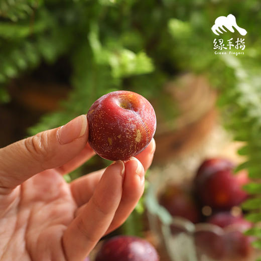 生态红脆李  | 合作生产*  Ecological Red crispy plum | Coprodution 商品图4