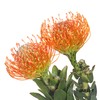 南非花材 | 针垫橙色Ayoba Orange 商品缩略图2