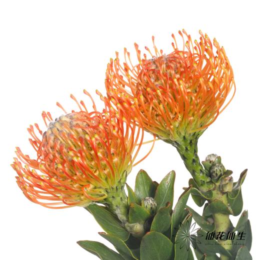 南非花材 | 针垫橙色Ayoba Orange 商品图2