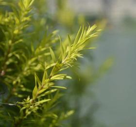  【5折团】单方精油档案 | 清爽芬芳的茶树 